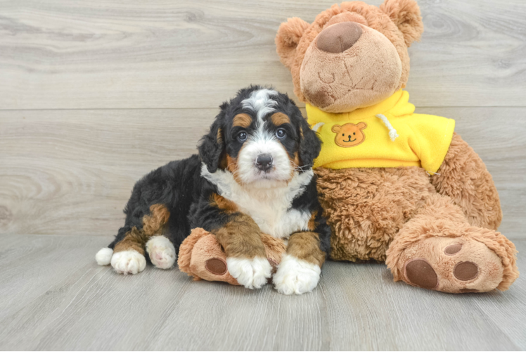 Funny Mini Bernedoodle Poodle Mix Pup