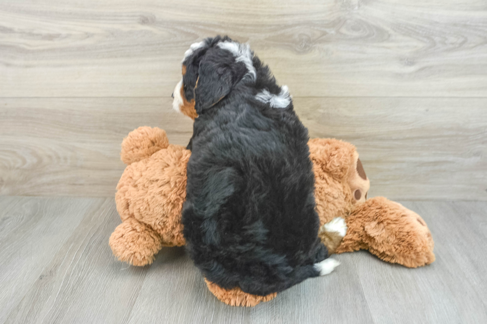 Mini Bernedoodle Pup Being Cute