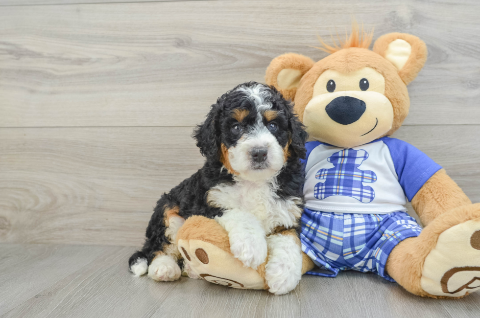 6 week old Mini Bernedoodle Puppy For Sale - Windy City Pups