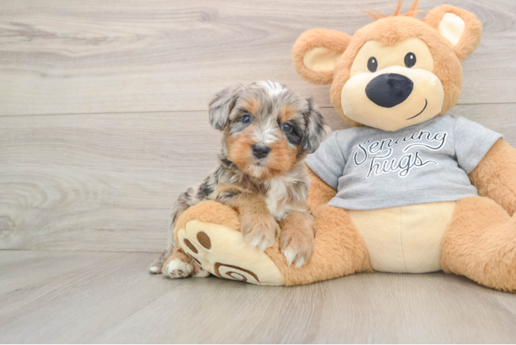 Funny Mini Bernedoodle Poodle Mix Pup