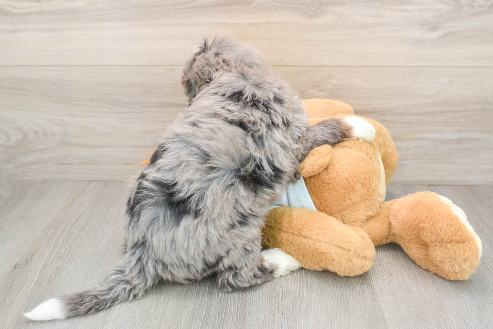Small Mini Bernedoodle Baby