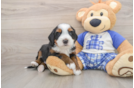 Friendly Mini Bernedoodle Baby