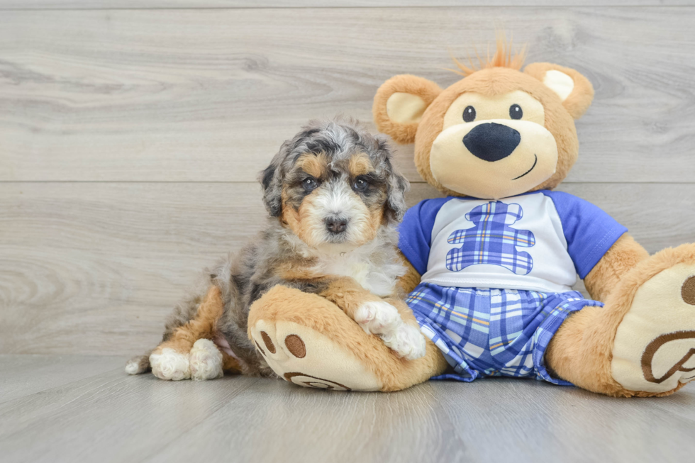 Energetic Mini Bernepoo Poodle Mix Puppy