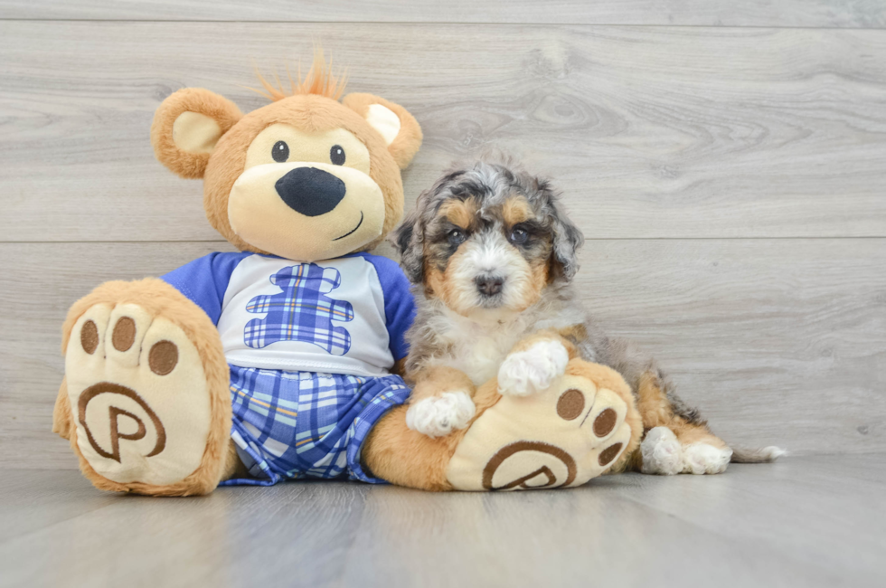 6 week old Mini Bernedoodle Puppy For Sale - Windy City Pups