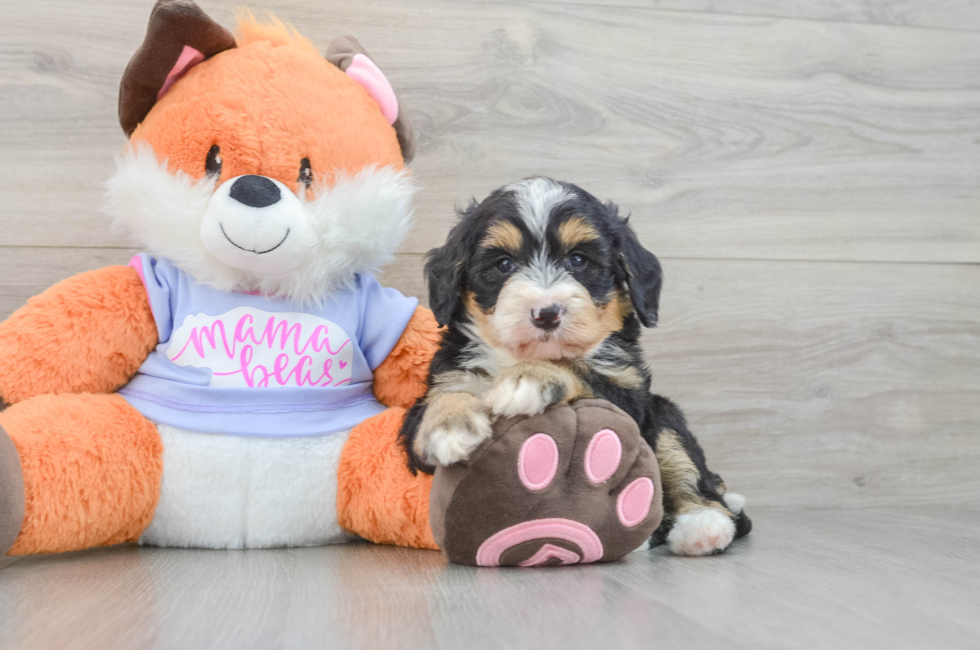 6 week old Mini Bernedoodle Puppy For Sale - Windy City Pups