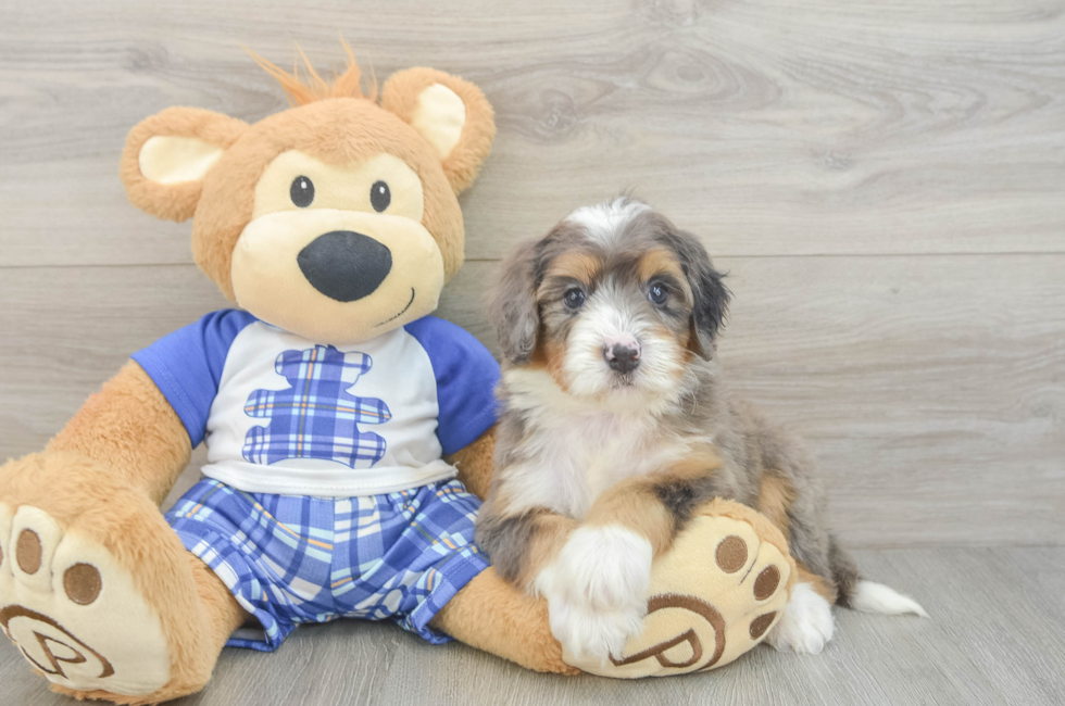 6 week old Mini Bernedoodle Puppy For Sale - Windy City Pups
