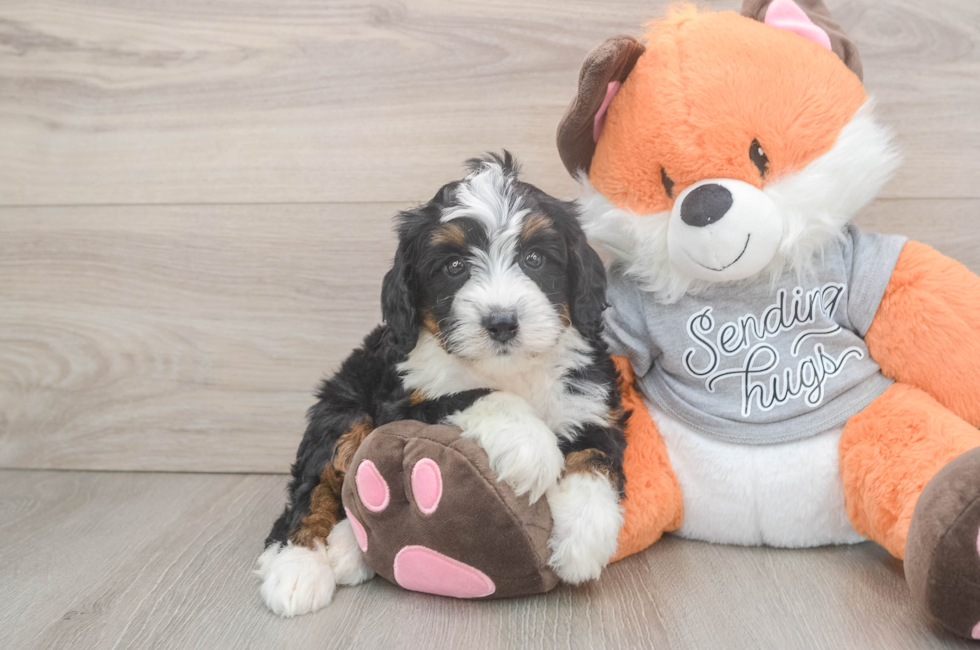 6 week old Mini Bernedoodle Puppy For Sale - Windy City Pups