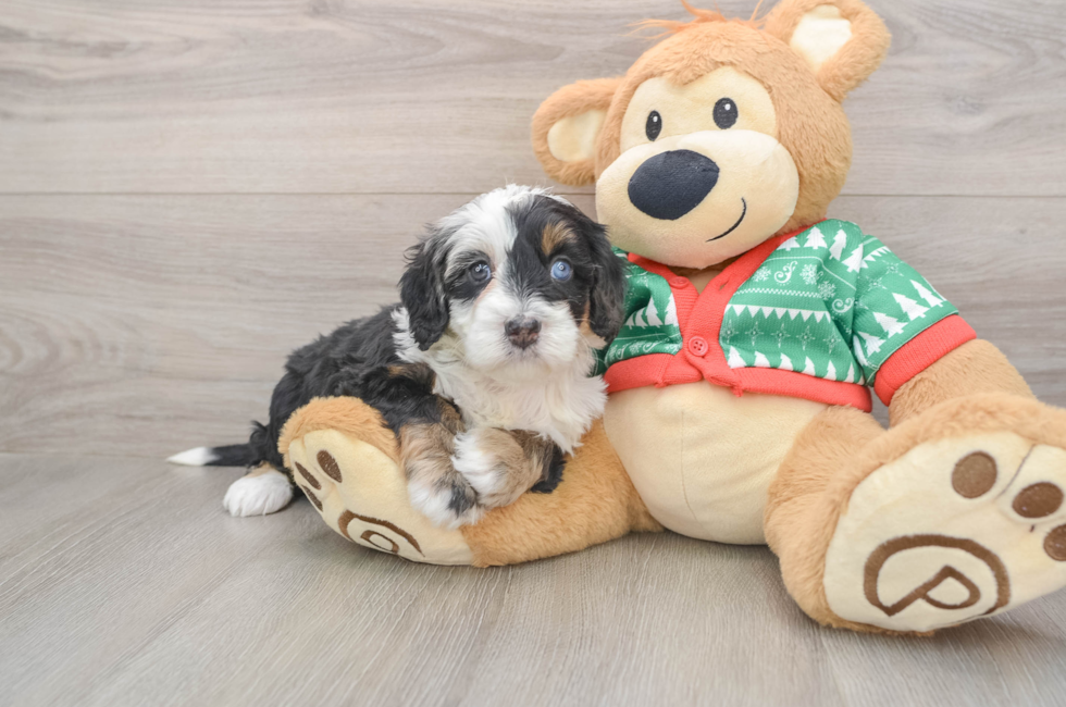 5 week old Mini Bernedoodle Puppy For Sale - Windy City Pups