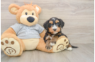 Best Mini Bernedoodle Baby