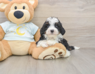 7 week old Mini Bernedoodle Puppy For Sale - Windy City Pups