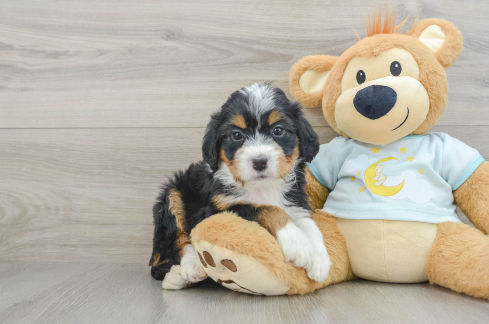 6 week old Mini Bernedoodle Puppy For Sale - Windy City Pups