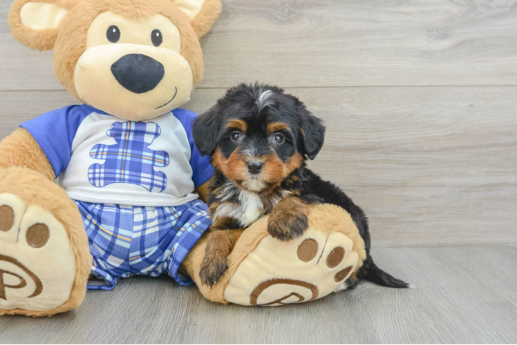 Fluffy Mini Bernedoodle Poodle Mix Pup