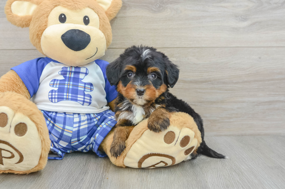 8 week old Mini Bernedoodle Puppy For Sale - Windy City Pups