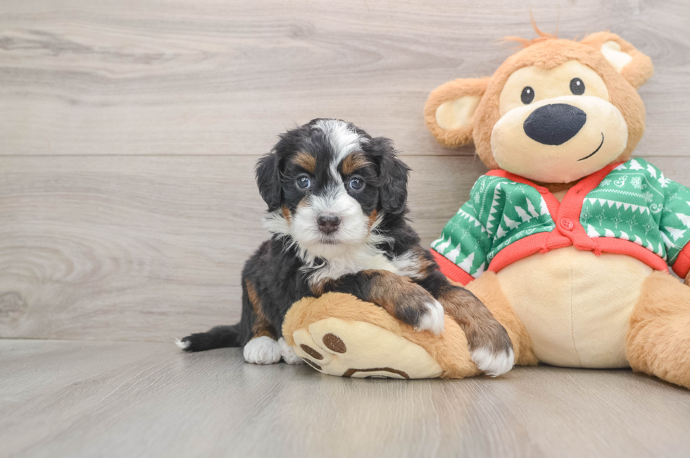 5 week old Mini Bernedoodle Puppy For Sale - Windy City Pups