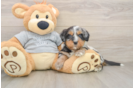 Small Mini Bernedoodle Baby