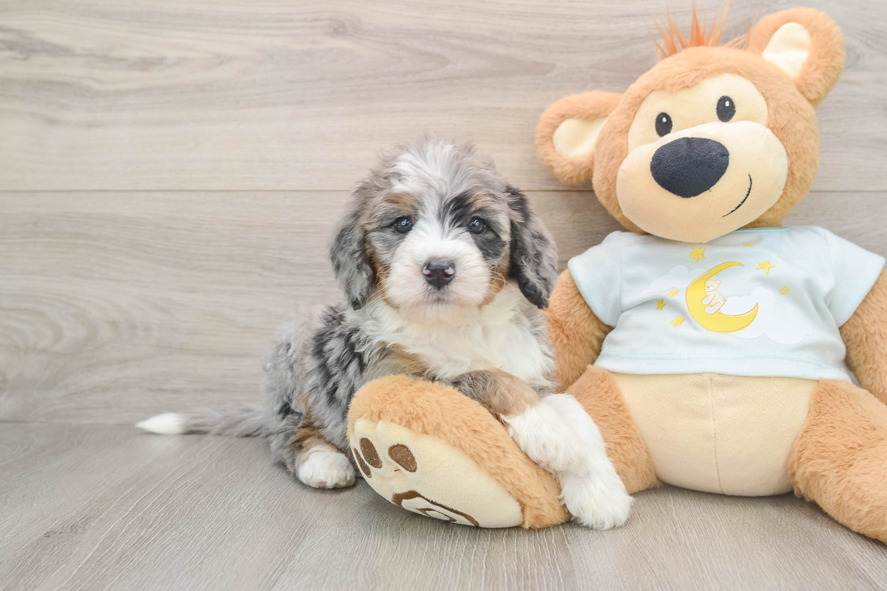 Best Mini Bernedoodle Baby