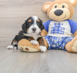 7 week old Mini Bernedoodle Puppy For Sale - Windy City Pups
