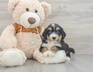 8 week old Mini Bernedoodle Puppy For Sale - Windy City Pups