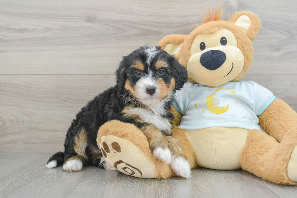 Popular Mini Bernedoodle Poodle Mix Pup