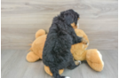 Little Mini Bernepoo Poodle Mix Puppy