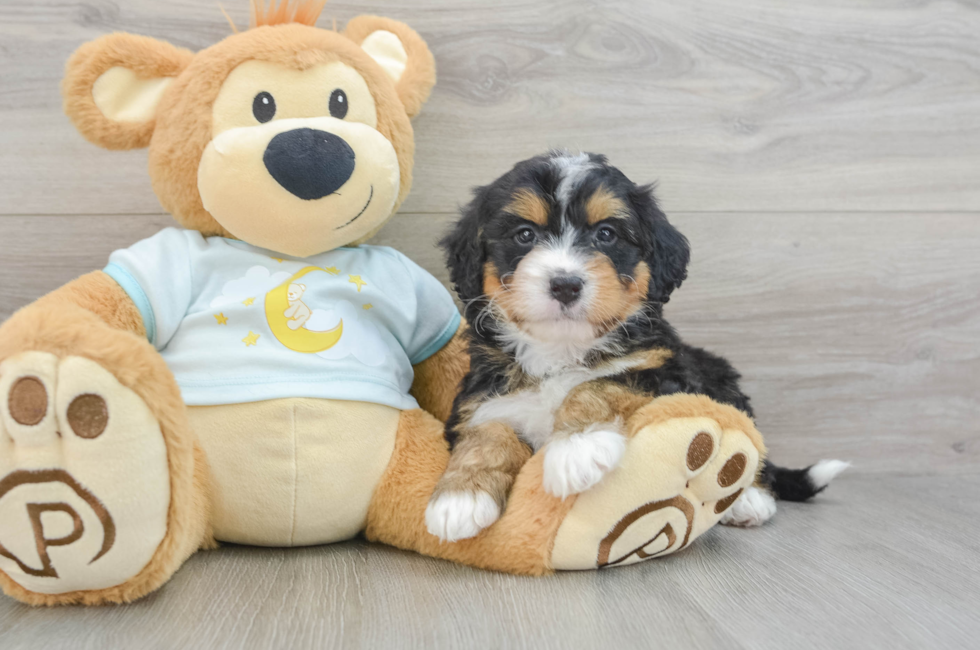 7 week old Mini Bernedoodle Puppy For Sale - Windy City Pups