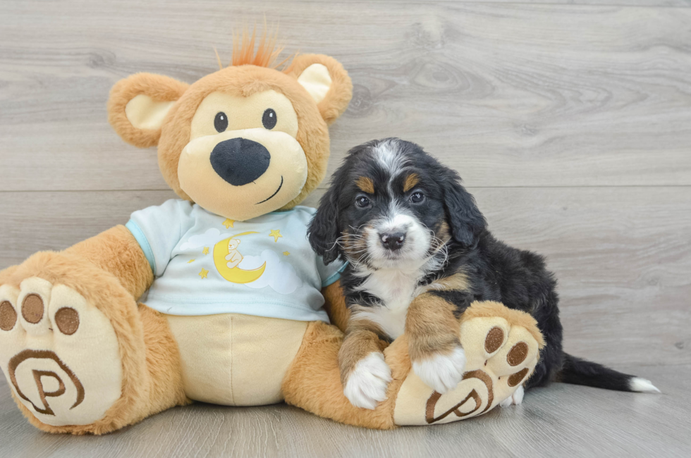 6 week old Mini Bernedoodle Puppy For Sale - Windy City Pups