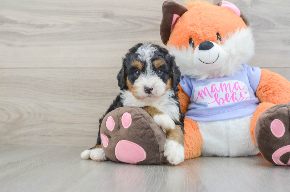6 week old Mini Bernedoodle Puppy For Sale - Windy City Pups