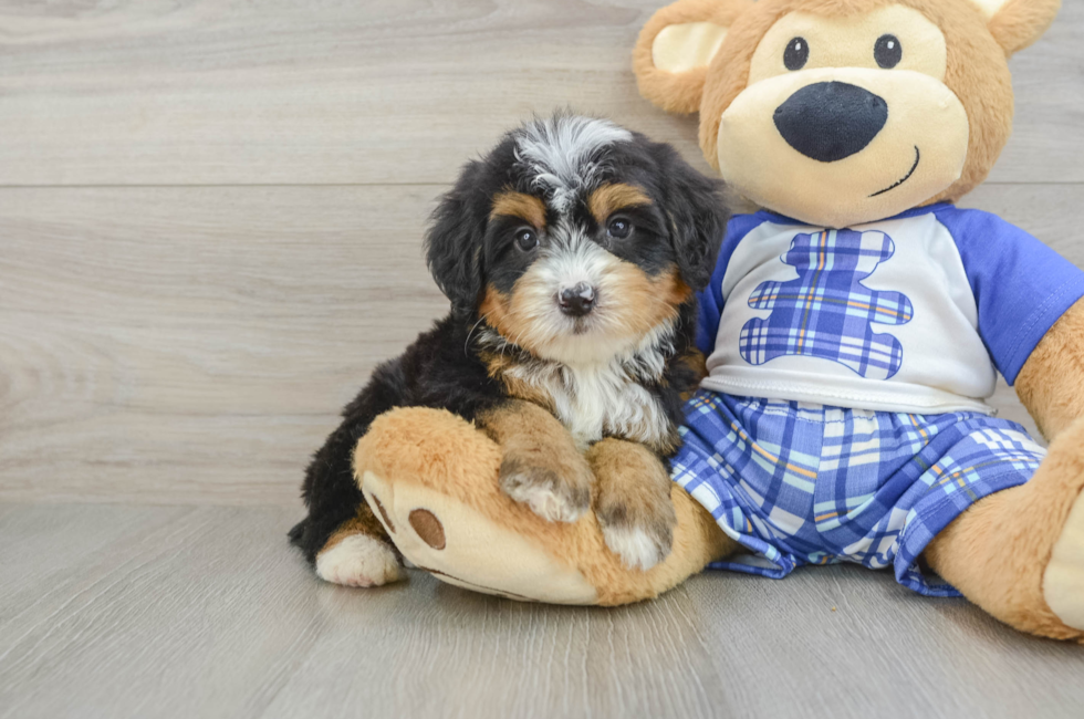 8 week old Mini Bernedoodle Puppy For Sale - Windy City Pups