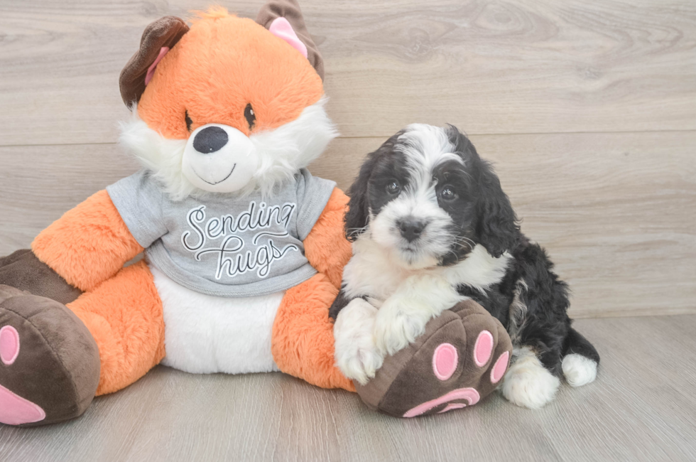 6 week old Mini Bernedoodle Puppy For Sale - Windy City Pups
