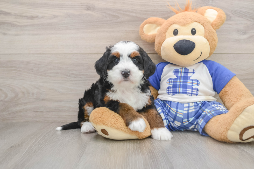 Best Mini Bernedoodle Baby
