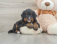 7 week old Mini Bernedoodle Puppy For Sale - Windy City Pups