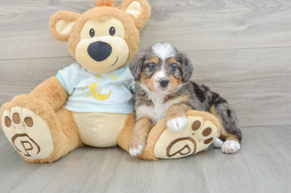 7 week old Mini Bernedoodle Puppy For Sale - Windy City Pups