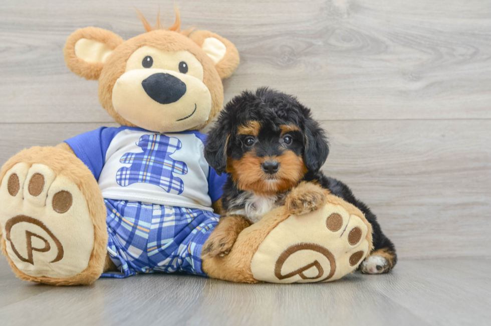 8 week old Mini Bernedoodle Puppy For Sale - Windy City Pups