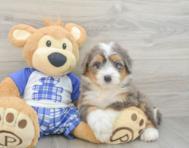 7 week old Mini Bernedoodle Puppy For Sale - Windy City Pups