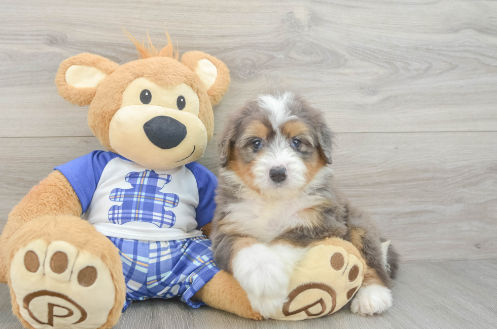 6 week old Mini Bernedoodle Puppy For Sale - Windy City Pups