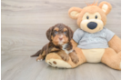 Smart Mini Bernedoodle Poodle Mix Pup