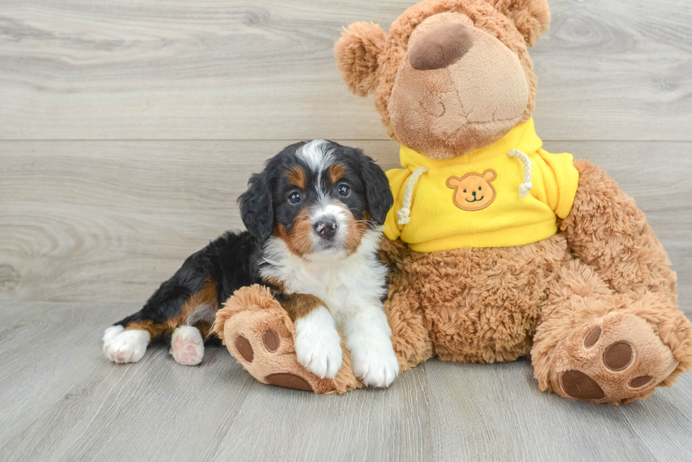 Funny Mini Bernedoodle Poodle Mix Pup