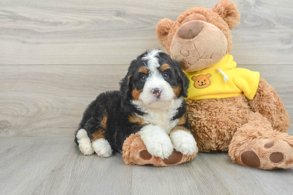 Sweet Mini Bernedoodle Baby