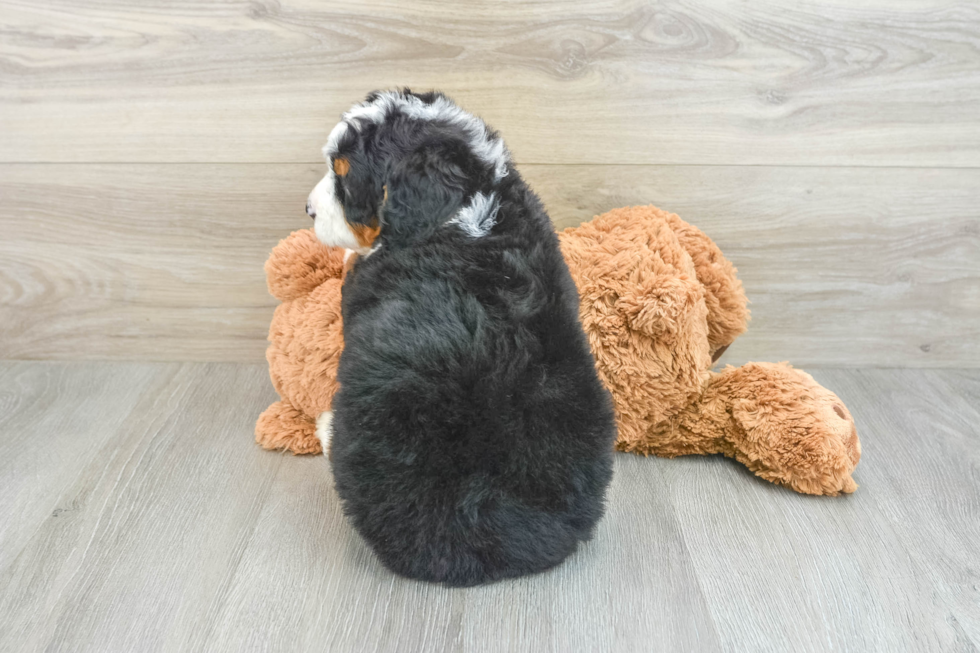 Mini Bernedoodle Puppy for Adoption