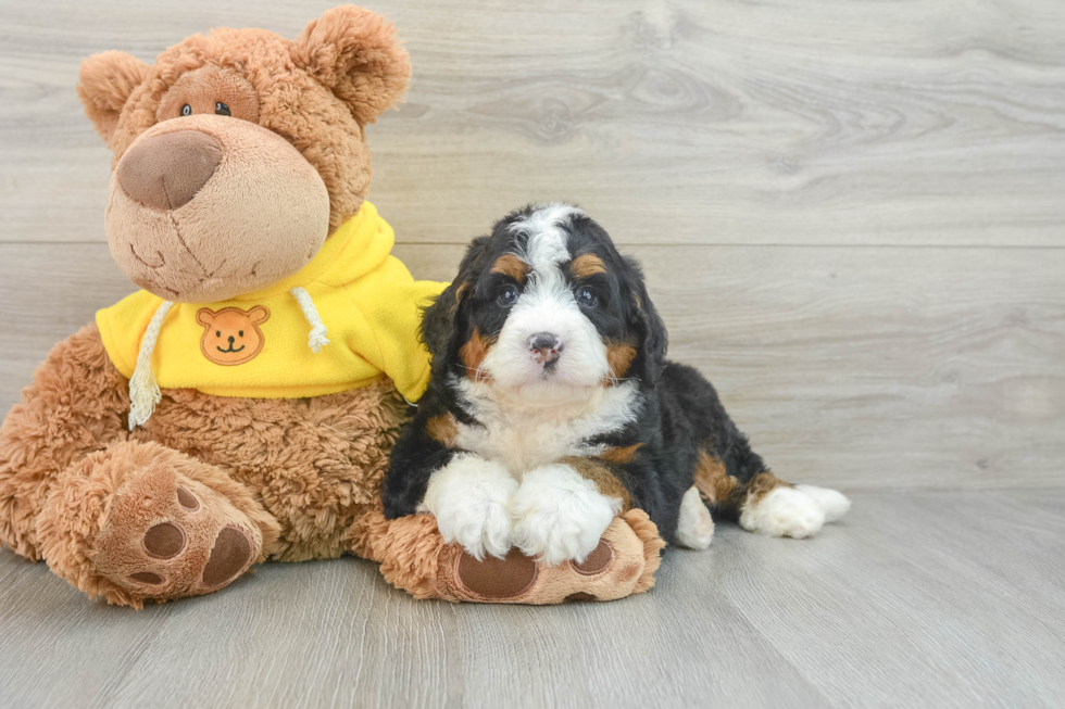 Popular Mini Bernedoodle Poodle Mix Pup