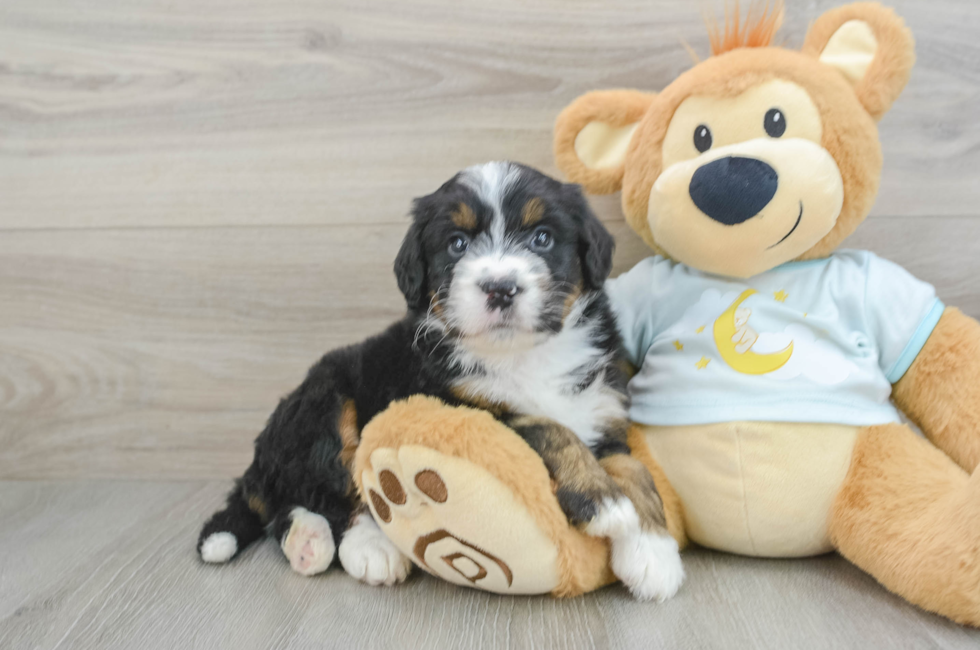 7 week old Mini Bernedoodle Puppy For Sale - Windy City Pups