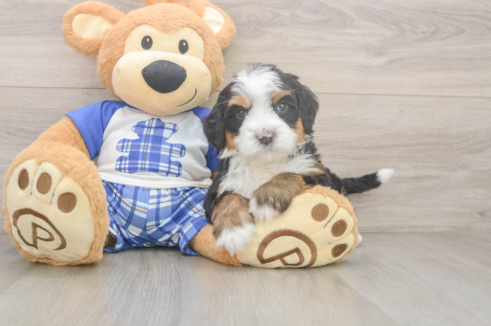 6 week old Mini Bernedoodle Puppy For Sale - Windy City Pups