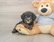 7 week old Mini Bernedoodle Puppy For Sale - Windy City Pups