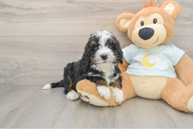 Funny Mini Bernedoodle Poodle Mix Pup