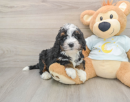 7 week old Mini Bernedoodle Puppy For Sale - Windy City Pups