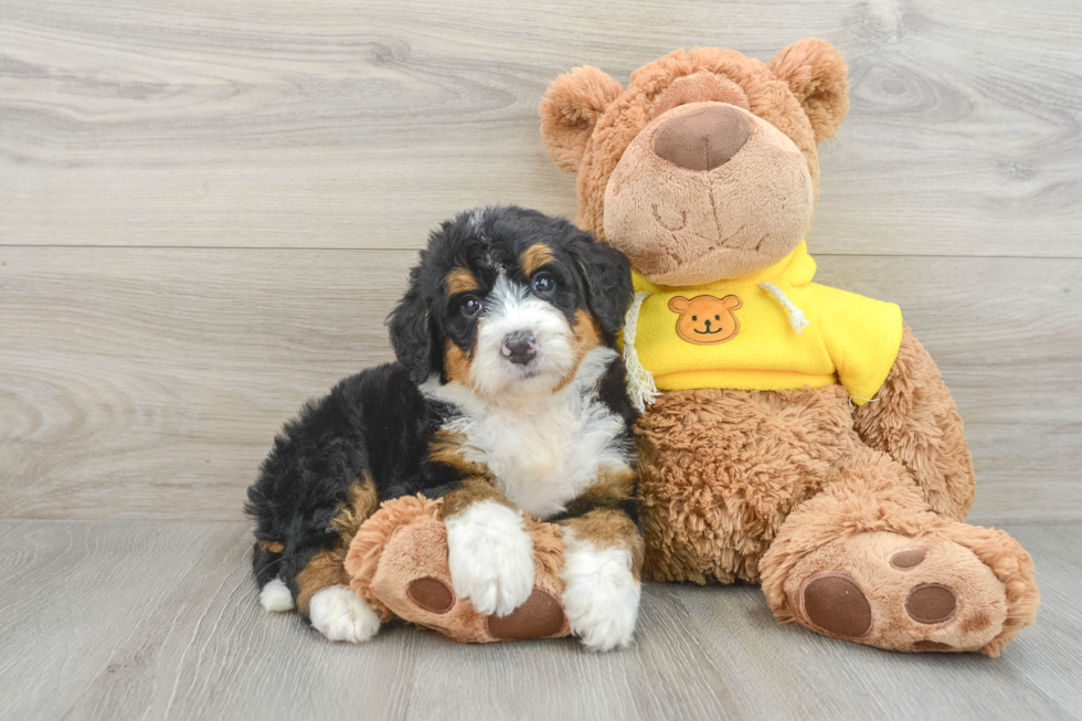 Mini Bernedoodle Pup Being Cute