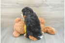 Happy Mini Bernedoodle Baby