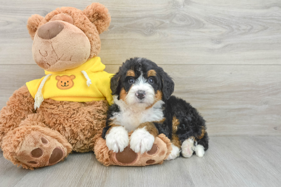 Best Mini Bernedoodle Baby