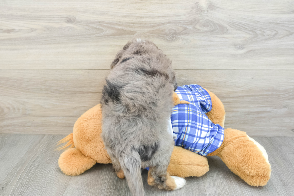 Cute Mini Bernedoodle Baby