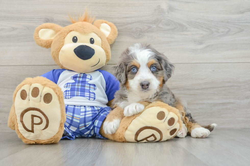 6 week old Mini Bernedoodle Puppy For Sale - Windy City Pups